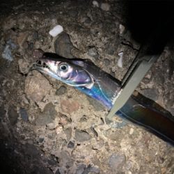 フロートアジングで5目釣り