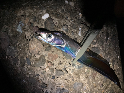 フロートアジングで5目釣り