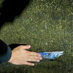 爆風の中の一本