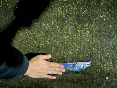 爆風の中の一本