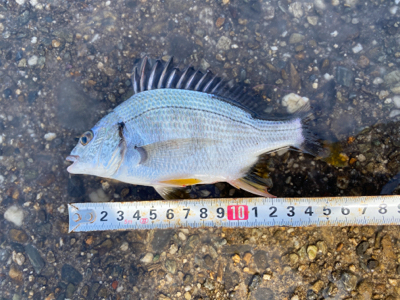 バクダン投下‼️