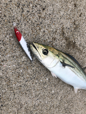 ようやくサゴシゲット！