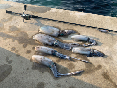 片道4時間エギング