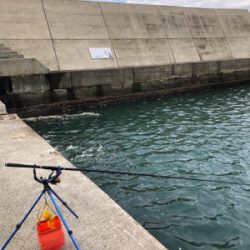 アオリイカヤーエンソーラン