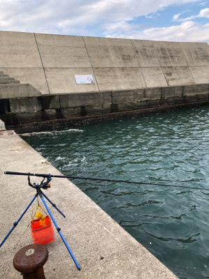 アオリイカヤーエンソーラン