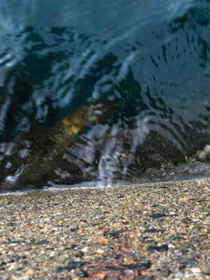 親父たちの釣行 煽烏賊を求めて