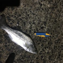 コウちゃんを狙いに