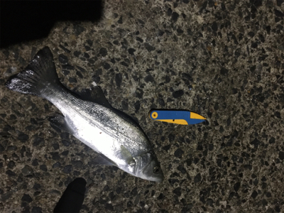 コウちゃんを狙いに