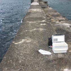 ヤズの回遊あり