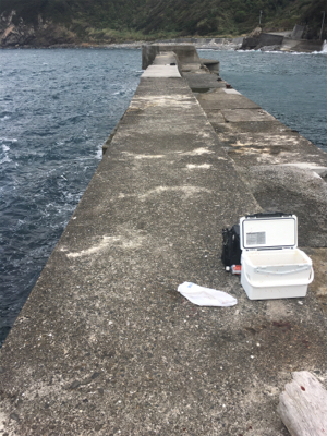 ヤズの回遊あり