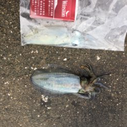 まだまだ小さめアオリイカ