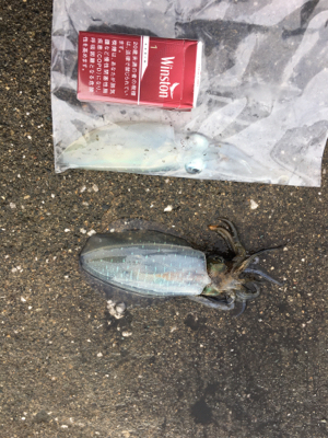 まだまだ小さめアオリイカ