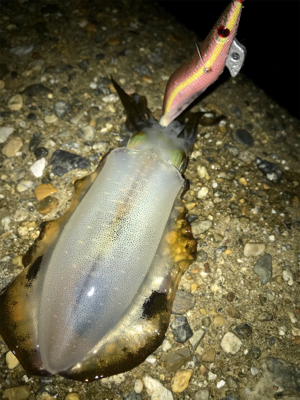 何とか1杯σ(^_^;)