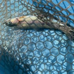 プールフィッシング