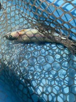 プールフィッシング