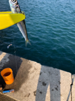 イワシたくさん