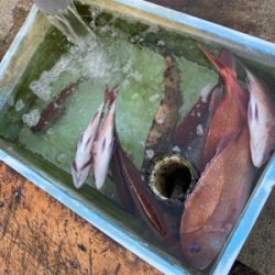 平磯 秋の鯛祭り♪ 2020