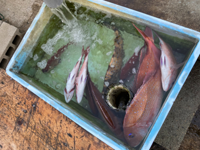 平磯 秋の鯛祭り♪ 2020