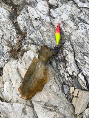 渋い結果に・・・・