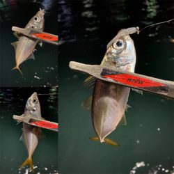 関門は豆アジ祭り