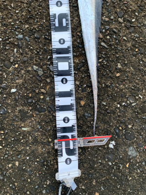 葵渡船でドラゴン！