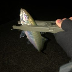 エギング、ショアジギ、アジング!