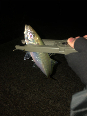 エギング、ショアジギ、アジング!