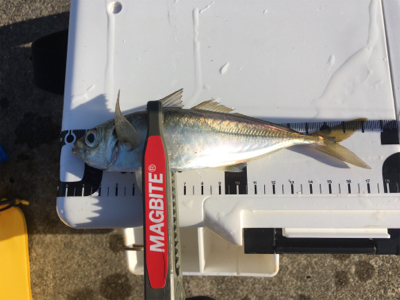 まだイケるぞ！