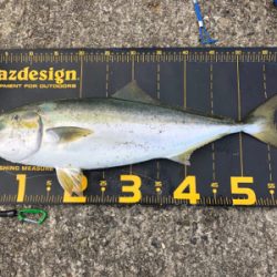 はじめてノマセでの釣果はメジロ‼️