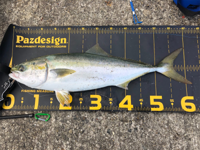 はじめてノマセでの釣果はメジロ‼️