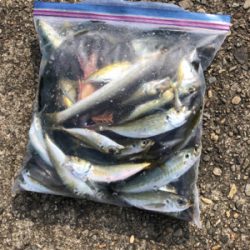 朝マズメから昼過ぎまでずっと爆釣!!