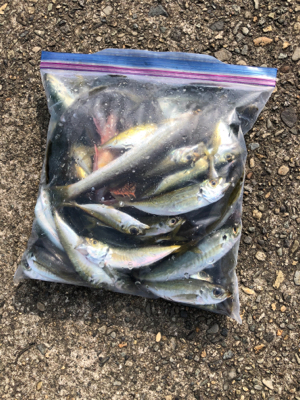 朝マズメから昼過ぎまでずっと爆釣!!