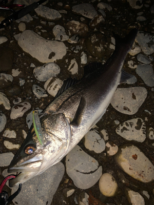 落ち鮎シーバス好調（≧∇≦）