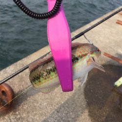 サビキで4目達成。