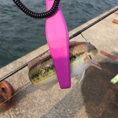 サビキで4目達成。