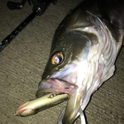 朝マズメシーバス