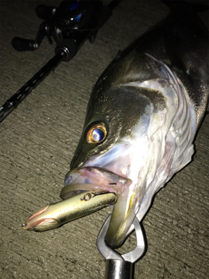 朝マズメシーバス