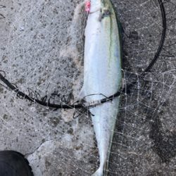 鱗付け完了！太サゴシ ！