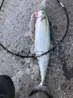 鱗付け完了！太サゴシ ！