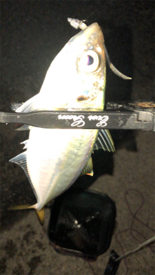 アジングナイト(少し寒い)