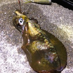 イカ釣り