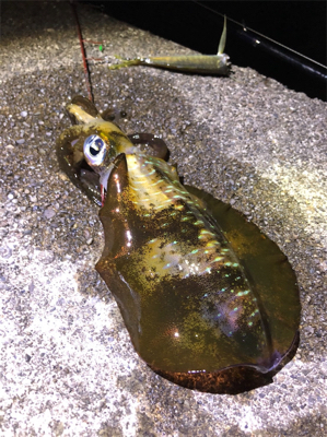 イカ釣り