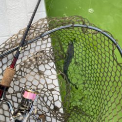 プールトラウト