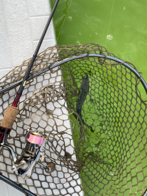 プールトラウト