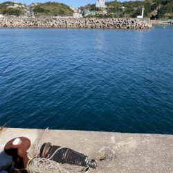 カゴ釣りでアジ