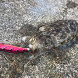 アジを求めて⑱