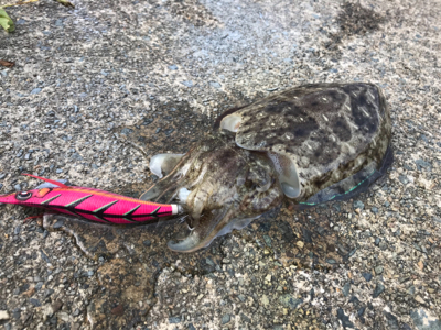 アジを求めて⑱