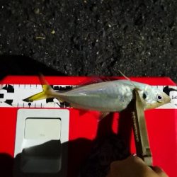 アジング練習 209