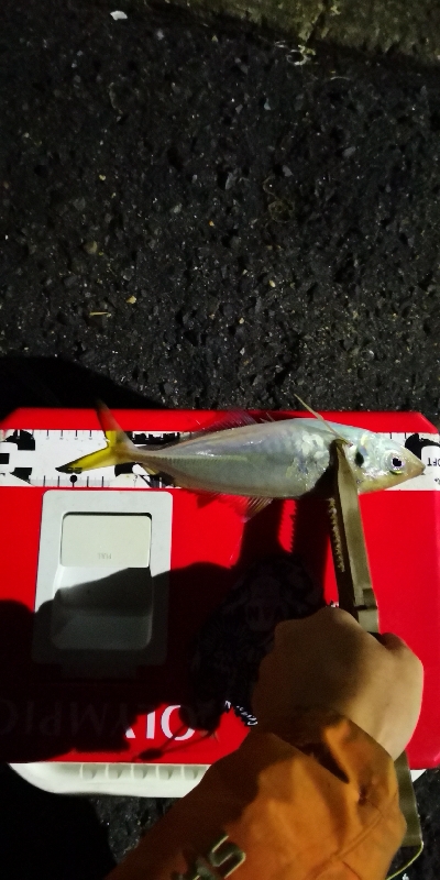 アジング練習 209