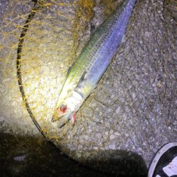 サゴシからのサワラ